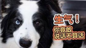 狗狗吃瓜观众,萌宠视角下的娱乐盛宴