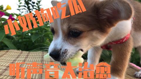 狗狗吃瓜观众,萌宠视角下的娱乐盛宴