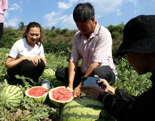 云南华宁吃瓜,瓜果飘香，品味田园生活