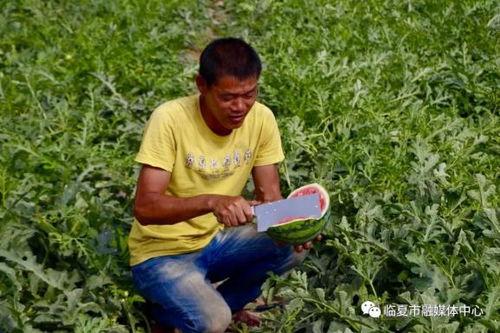 临夏同城吃瓜,揭秘当地美食背后的故事