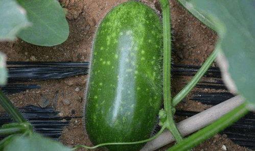 吃瓜系统陆九九