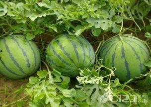 吃瓜官网 免费吃瓜,尽享娱乐盛宴！