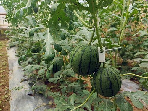 五一吃瓜网吃瓜热门大瓜,五一假期热门大瓜盘点，揭秘娱乐圈幕后真相