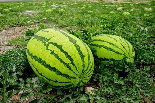 山东师范地环吃瓜,校园“吃瓜”事件背后的温馨瞬间