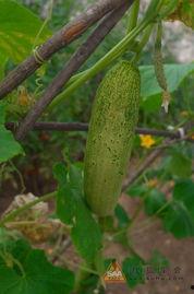 高温天气记得吃瓜,清凉一“瓜”——高温天气饮食指南