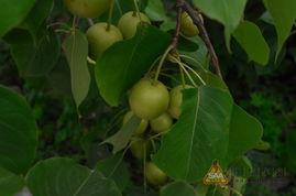 高温天气记得吃瓜,清凉一“瓜”——高温天气饮食指南