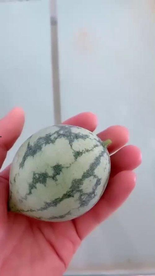 自己动手怎么吃瓜