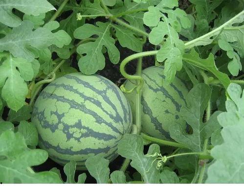 杏花吃瓜,杏花村里的吃瓜趣事