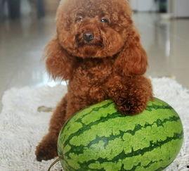 二狗吃瓜博士,揭秘娱乐圈背后的秘密与真相