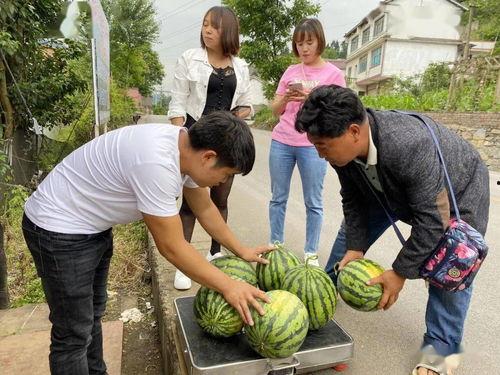 吃连蒂瓜,探寻夏日清新果实的独特魅力