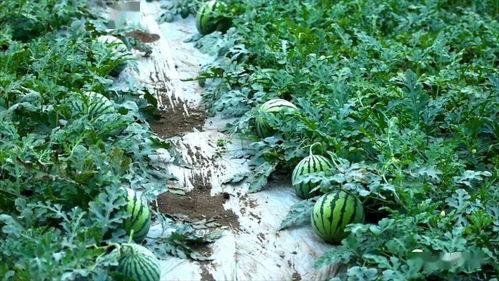 吃连蒂瓜,探寻夏日清新果实的独特魅力