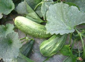 吃嫩瓜的会,品味初夏清新