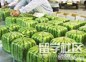 出国吃瓜,跟随“出国吃瓜”探寻世界万象