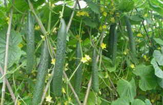 蜂吃瓜怎样治,神奇植物疗法揭秘