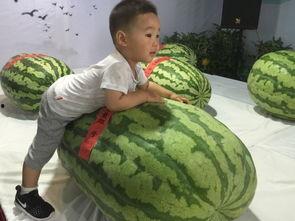 威县吃瓜群众事件,一场网络舆论的风暴与反思