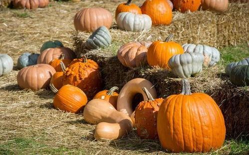 阿甘吃瓜,一场意外的美食之旅