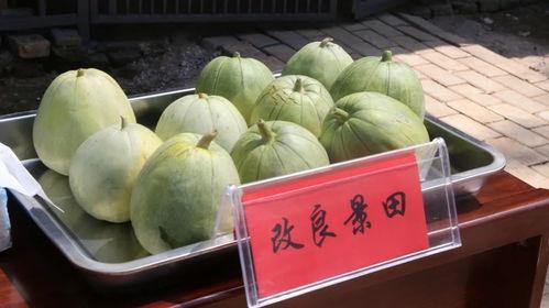洪山区吃瓜,瓜果飘香，美食地图探秘