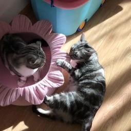 吃瓜的猫 小说,揭秘娱乐圈背后的秘密