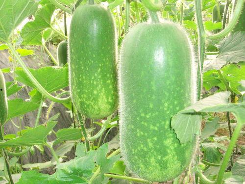 踏月818准备吃瓜,揭秘娱乐圈幕后风云