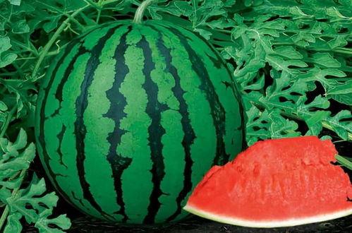 瓜吃的够多了,尽享夏日甜蜜滋味