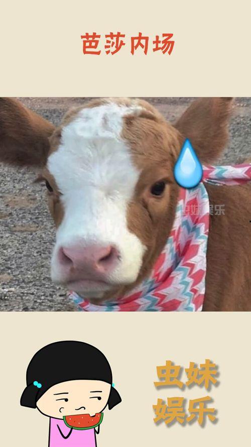 吃瓜君 抖音,热门事件背后的真相与笑料